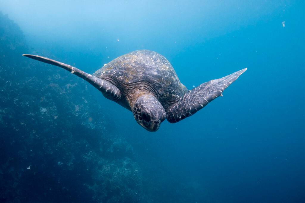 Parc National des Galapagos