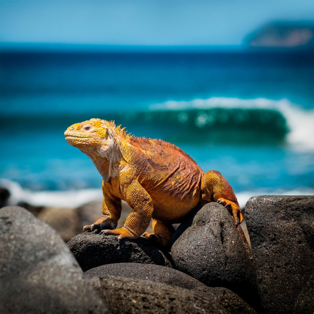 Parc National des Galapagos