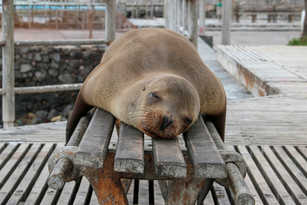 Parc National des Galapagos