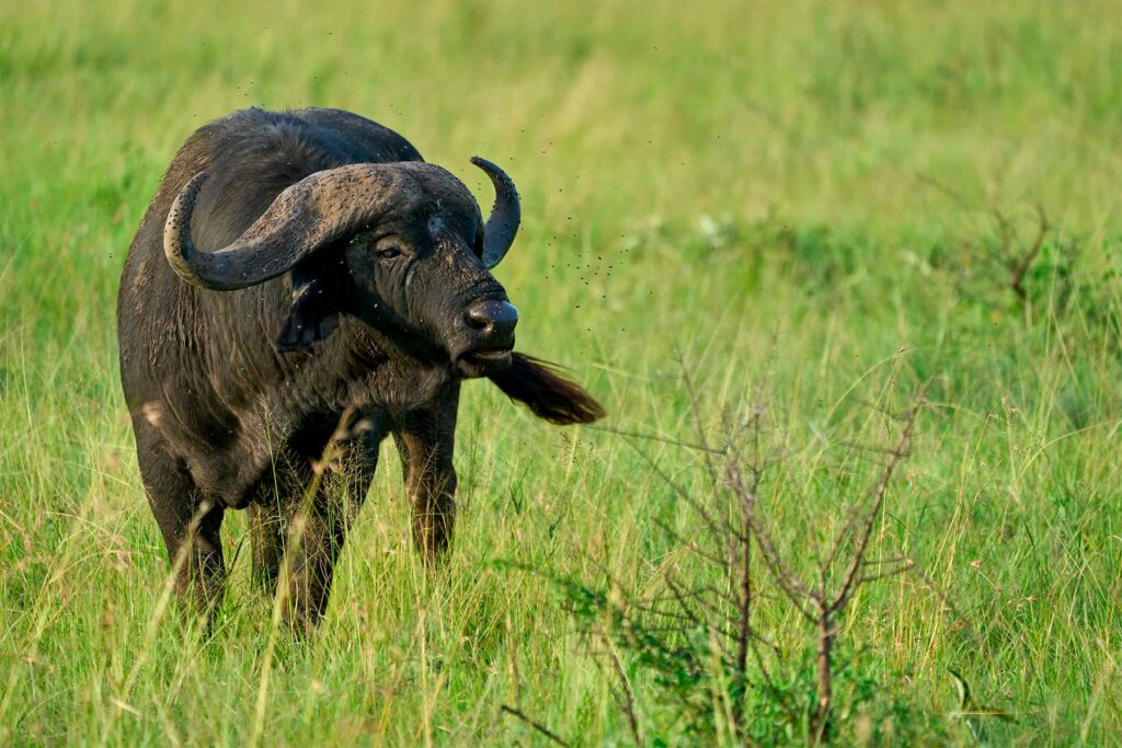 Découvrez le Parc National du Serengeti en Tanzanie