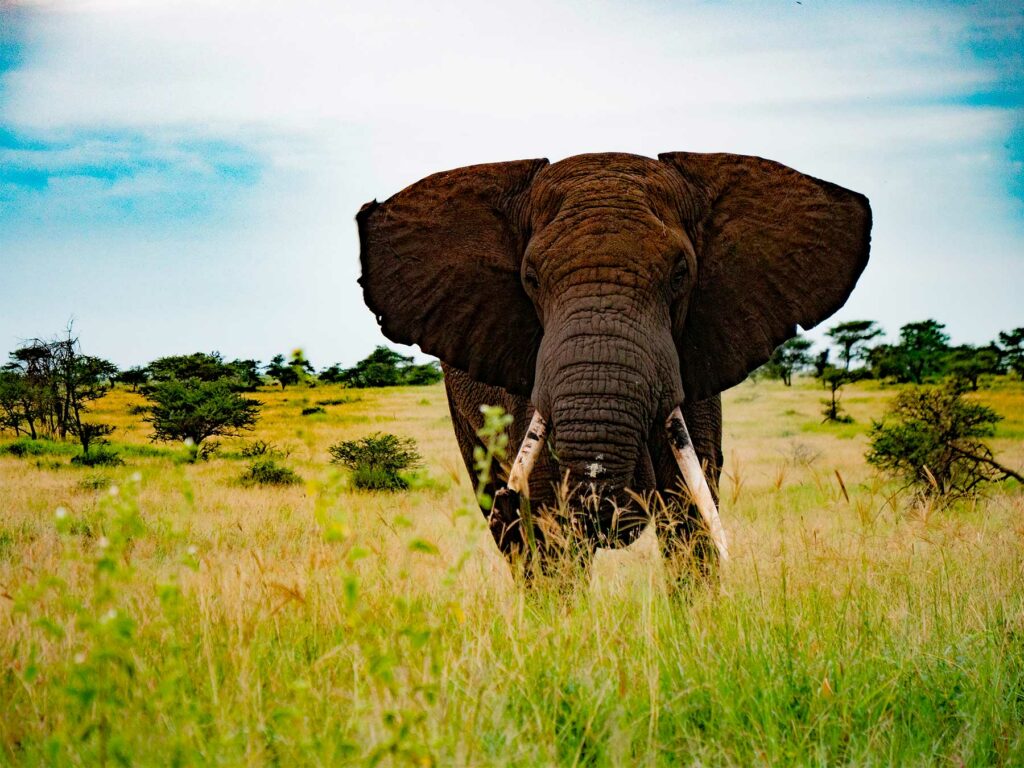 Découvrez le Parc National du Serengeti en Tanzanie