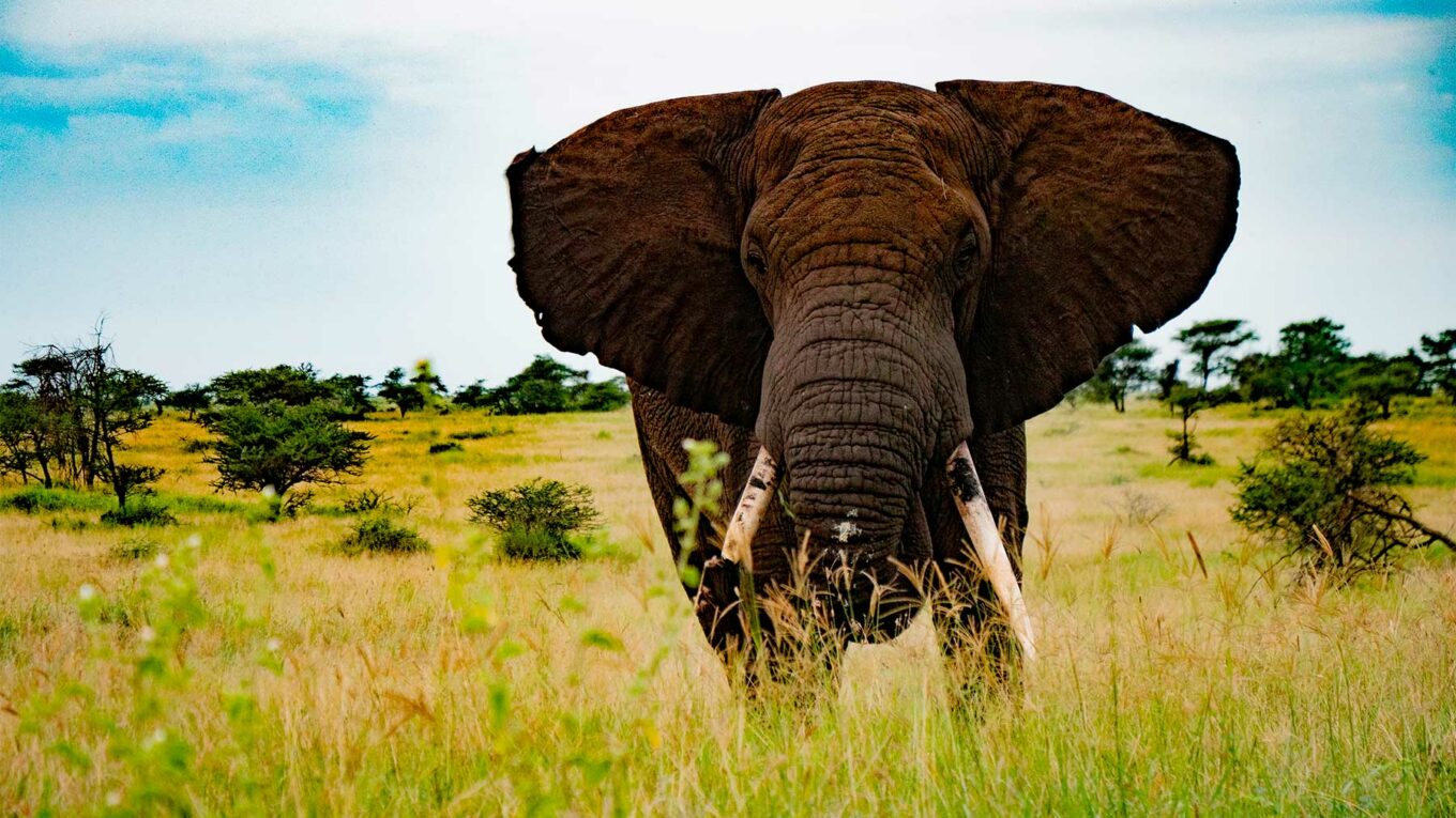 Découvrez le Parc National du Serengeti en Tanzanie