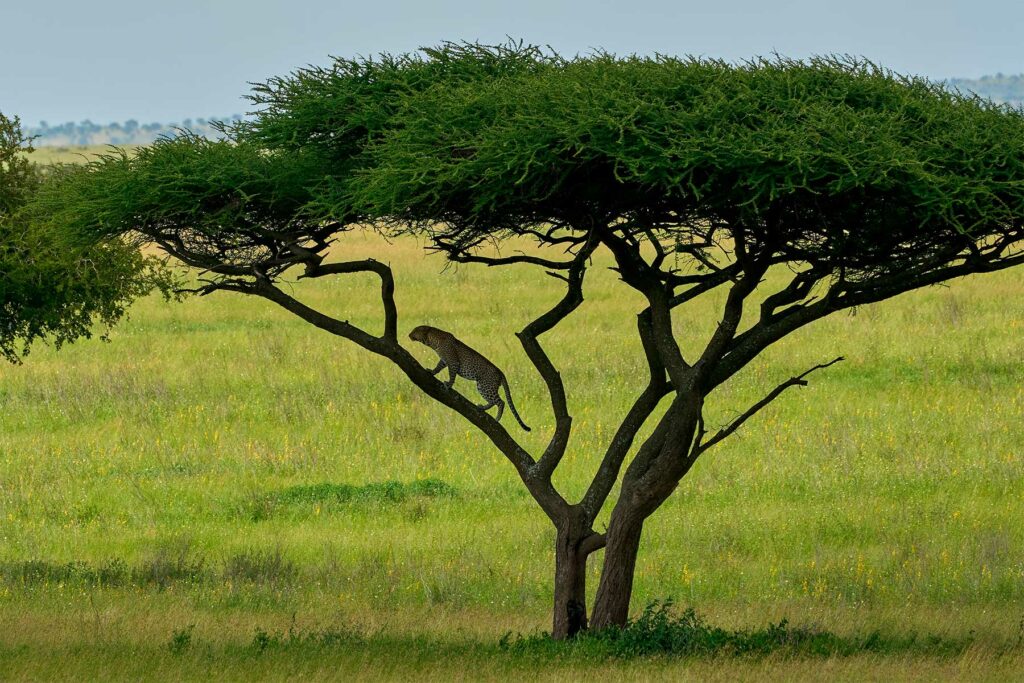 Découvrez le Parc National du Serengeti en Tanzanie