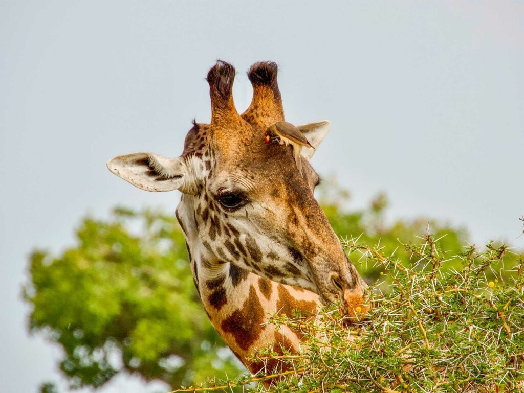 Découvrez le Parc National du Serengeti en Tanzanie