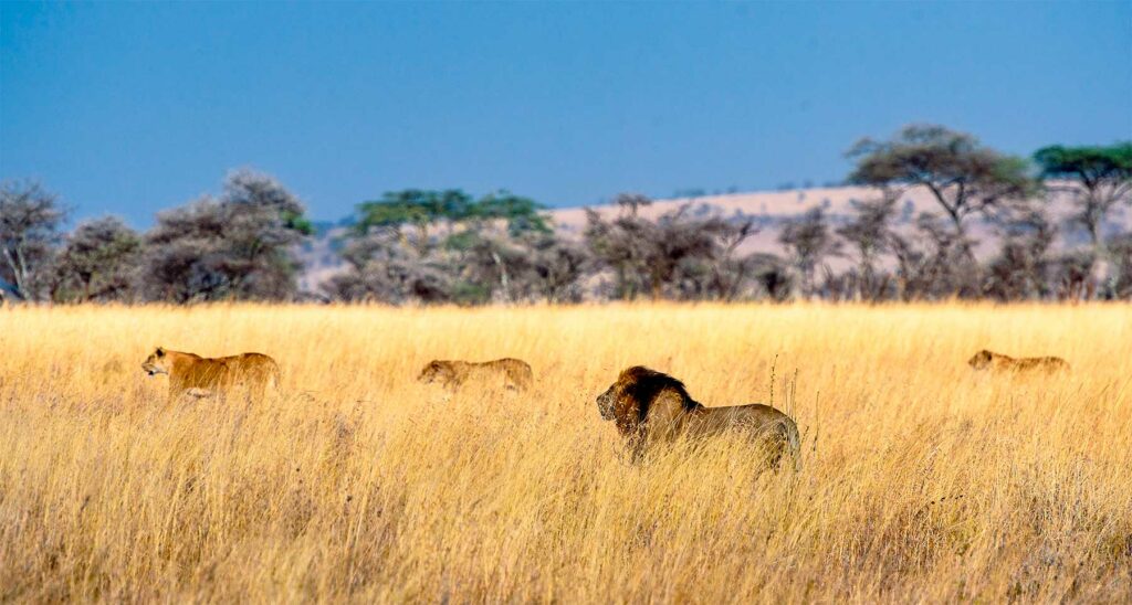 Découvrez le Parc National du Serengeti en Tanzanie