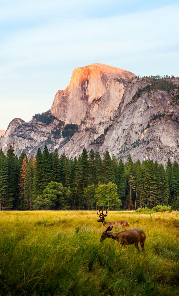 Visiter Yosemite National Park