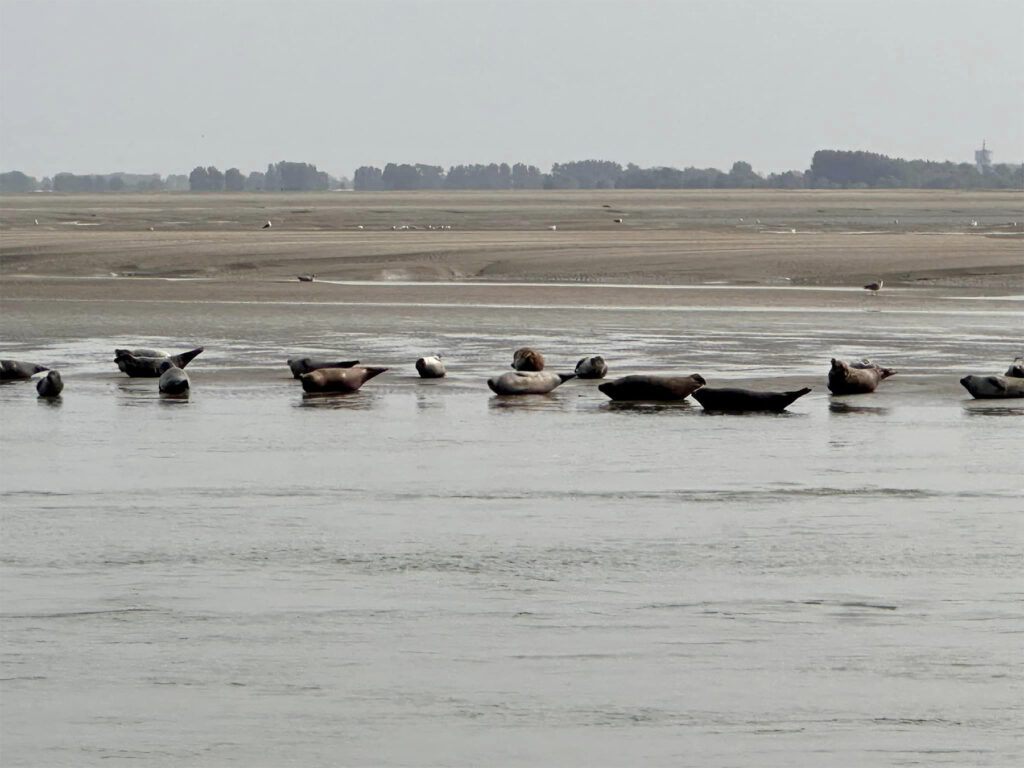 Découvrez la Baie de Somme: notre guide pratique