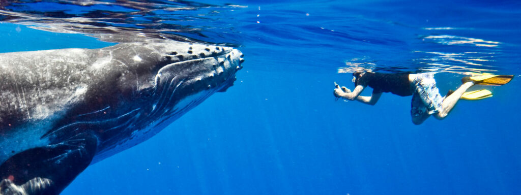 Nager avec les baleines à bosse à Moorea