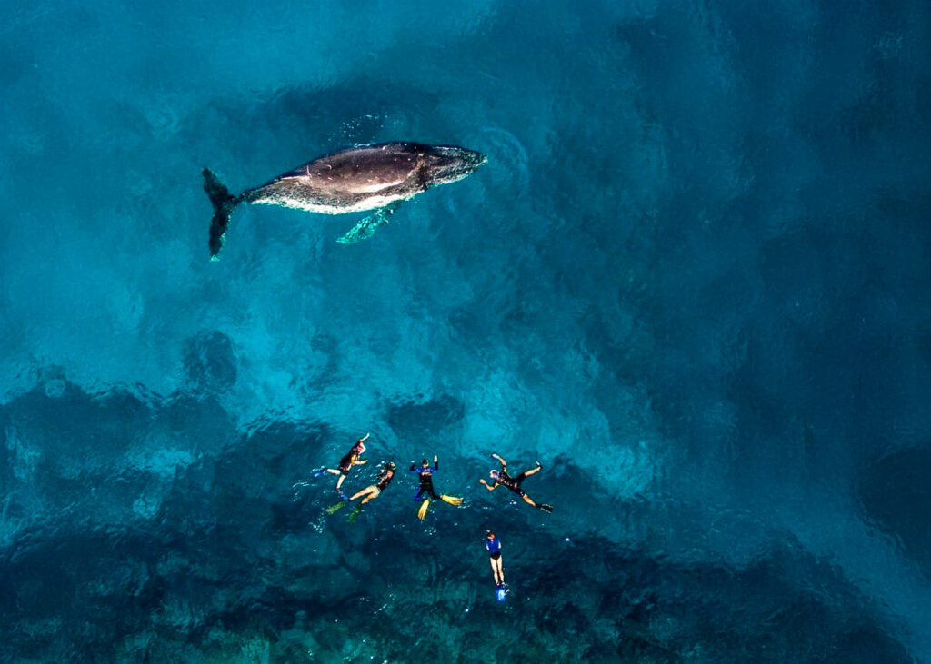 Nager avec les baleines à bosse à Moorea