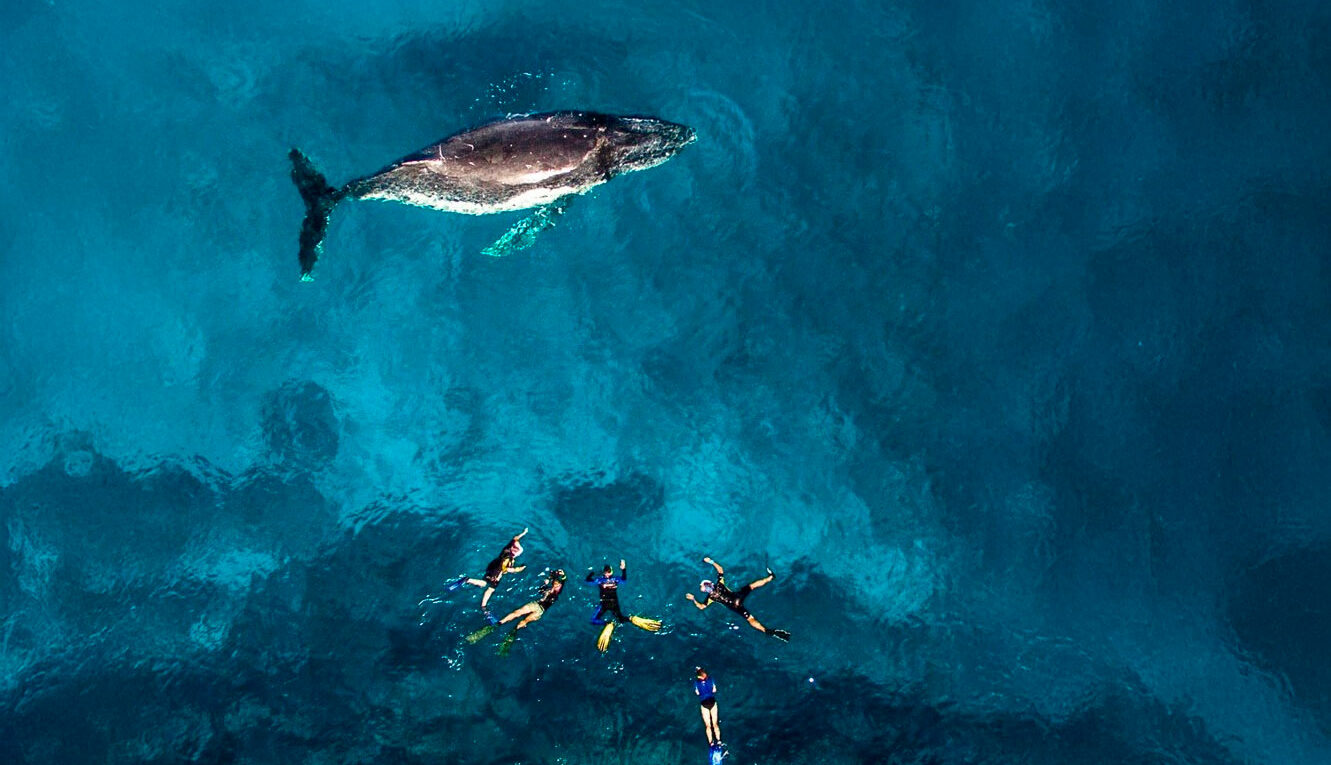 Nager avec les baleines à bosse à Moorea