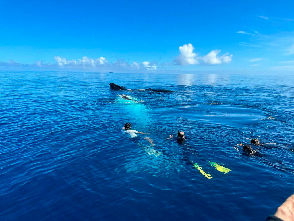 Nager avec les baleines à bosse à Moorea