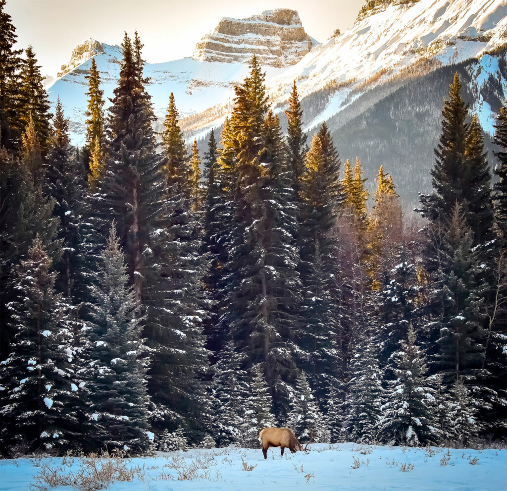 Banff National Park