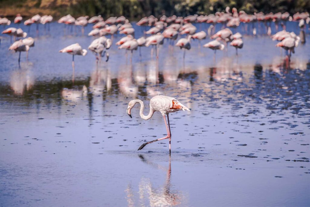 Partir en Camargue