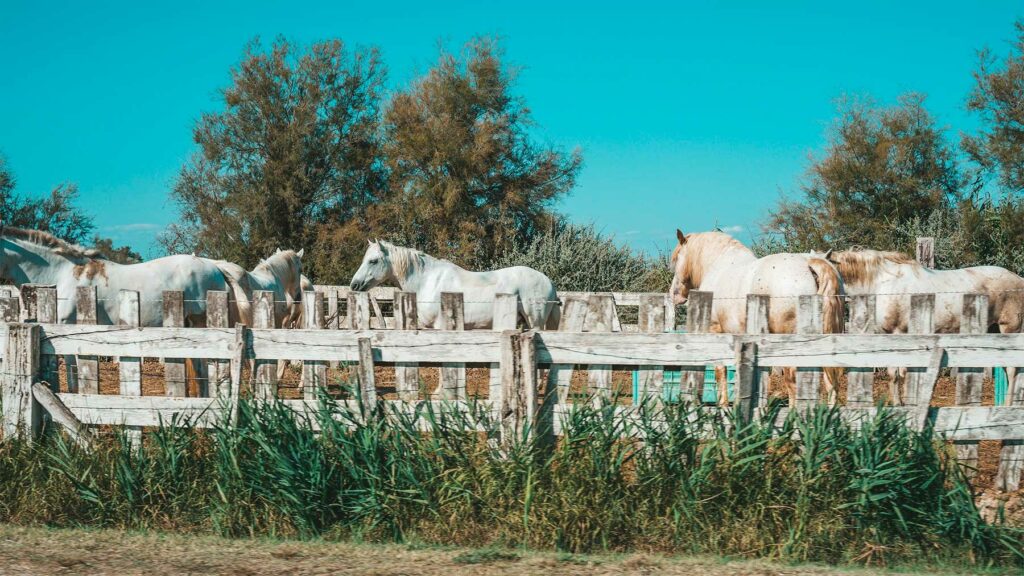 Partir en Camargue