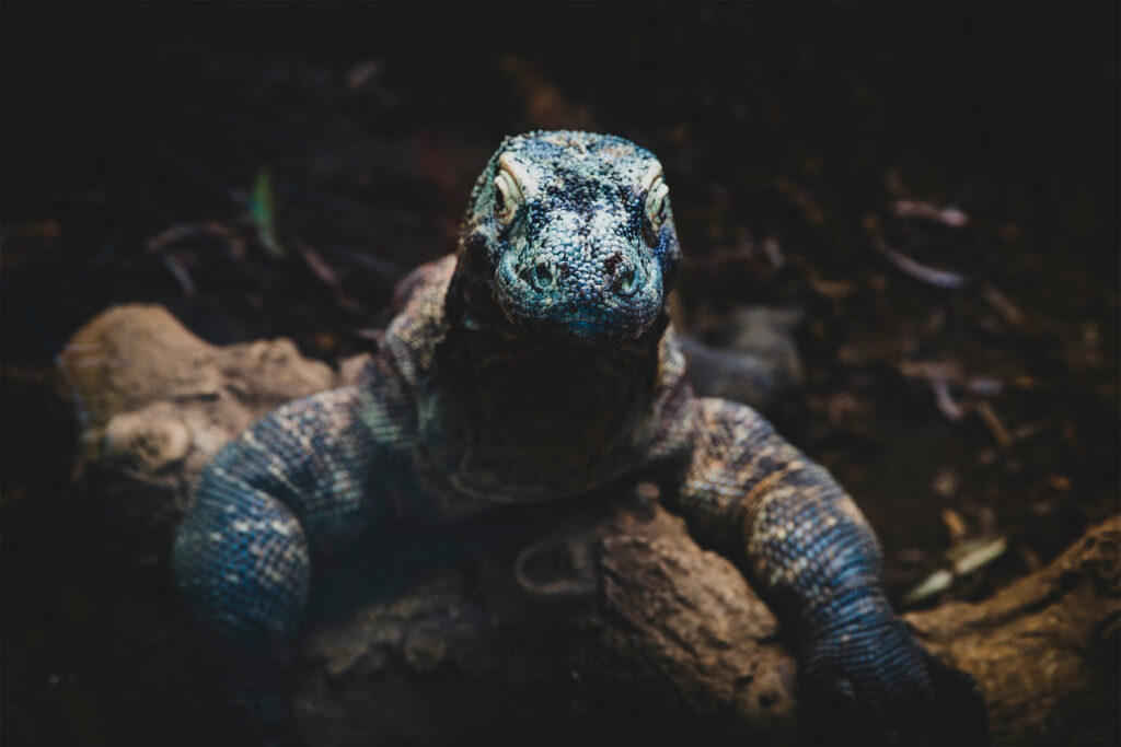 Comment voir les dragons de Komodo