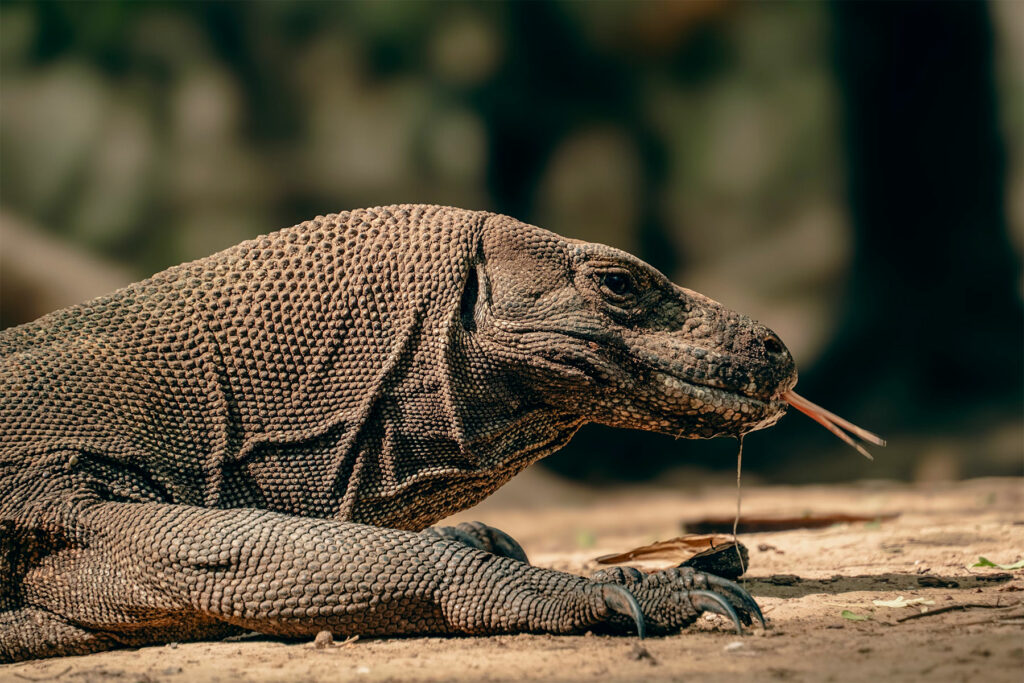 Comment voir les dragons de Komodo