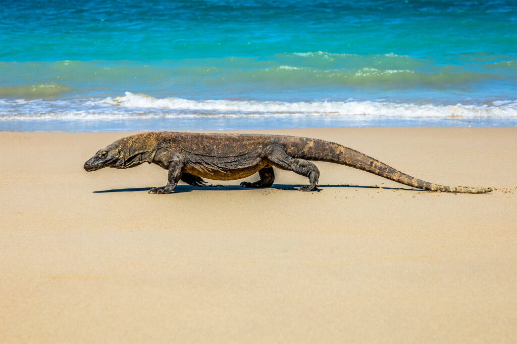 Comment voir les dragons de Komodo