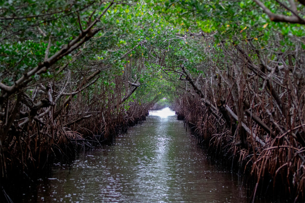 Visiter le parc national des Everglades en Floride