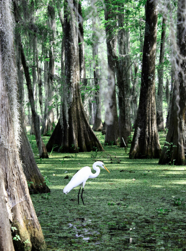 Visiter le parc national des Everglades en Floride