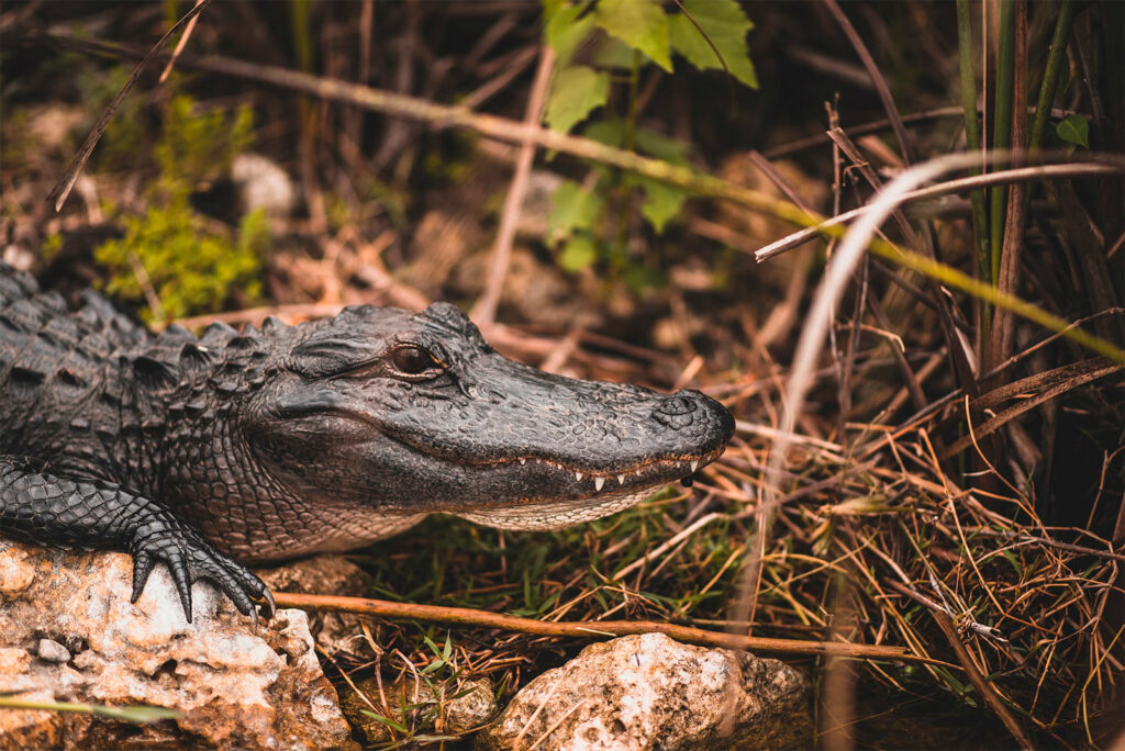 Visiter le parc national des Everglades en Floride