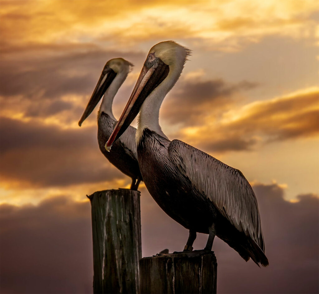 Visiter le parc national des Everglades en Floride