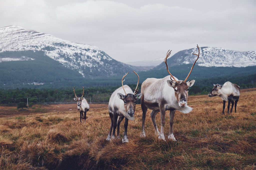 Les Highlands d'Écosse