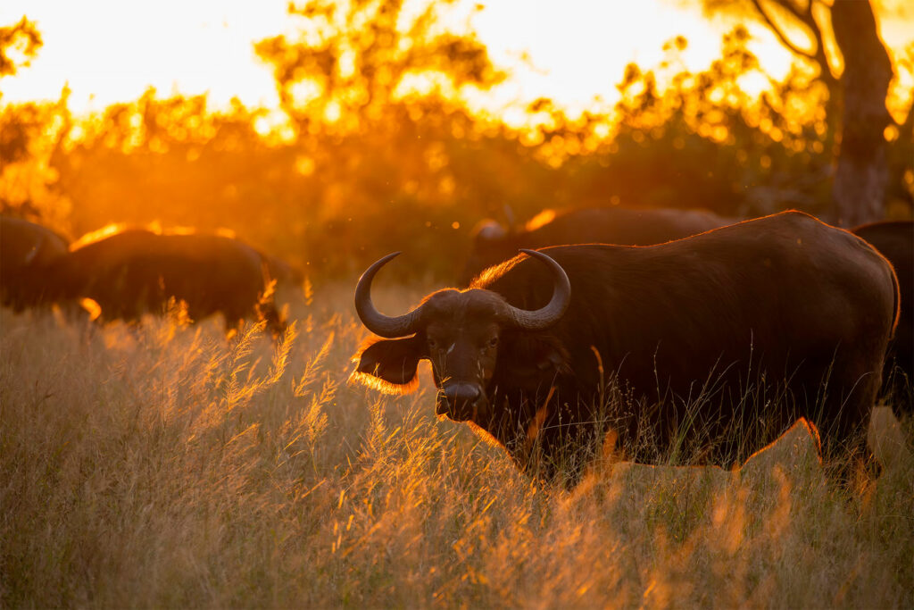 Kruger National Park: un safari inoubliable en Afrique du Sud