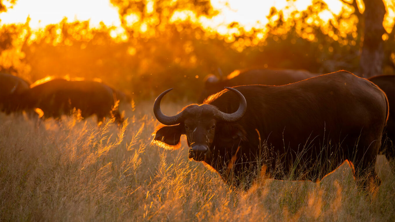 Kruger National Park: un safari inoubliable en Afrique du Sud