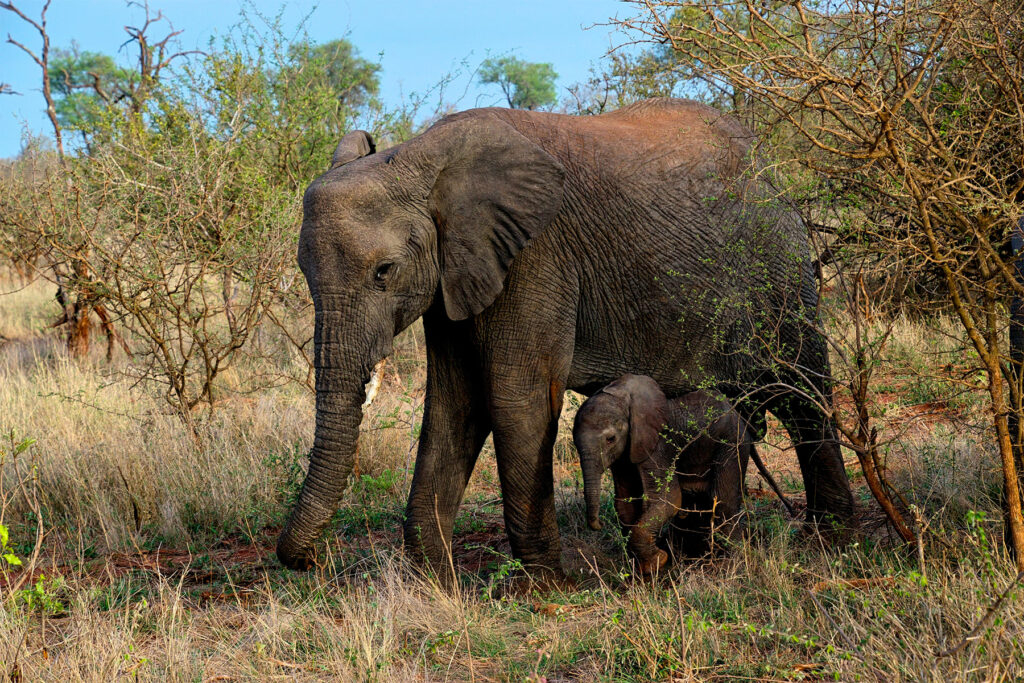 Kruger National Park: un safari inoubliable en Afrique du Sud