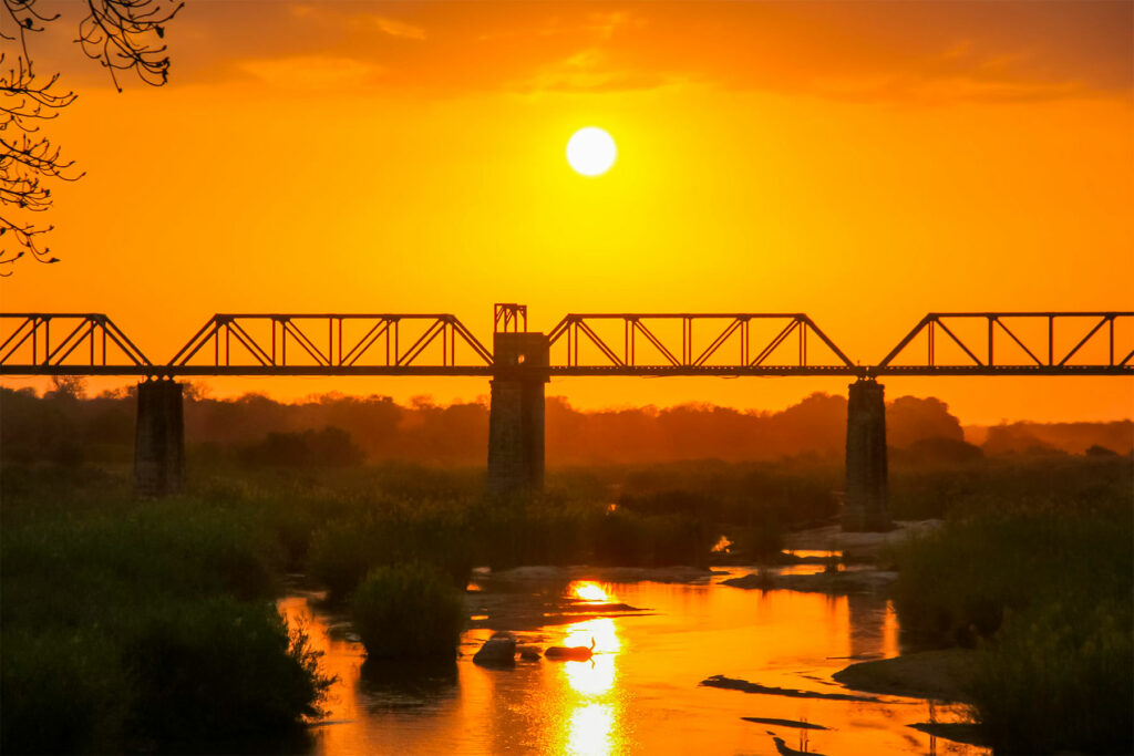 Kruger National Park: un safari inoubliable en Afrique du Sud