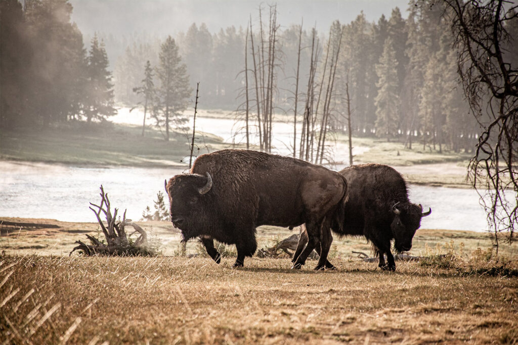 Explorez Yellowstone