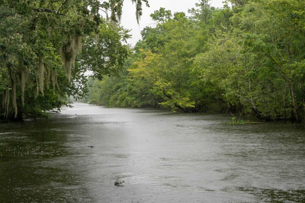 Partir en pays Cajun, Louisiane