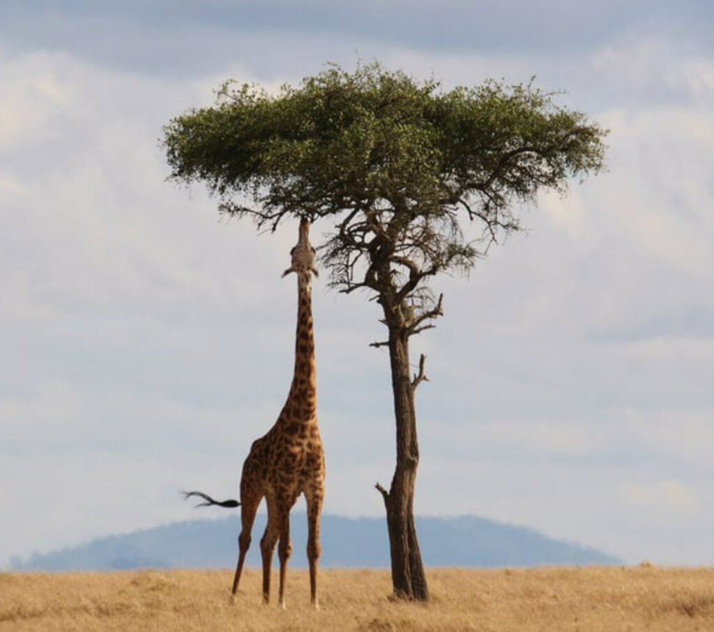 Safari Afrique