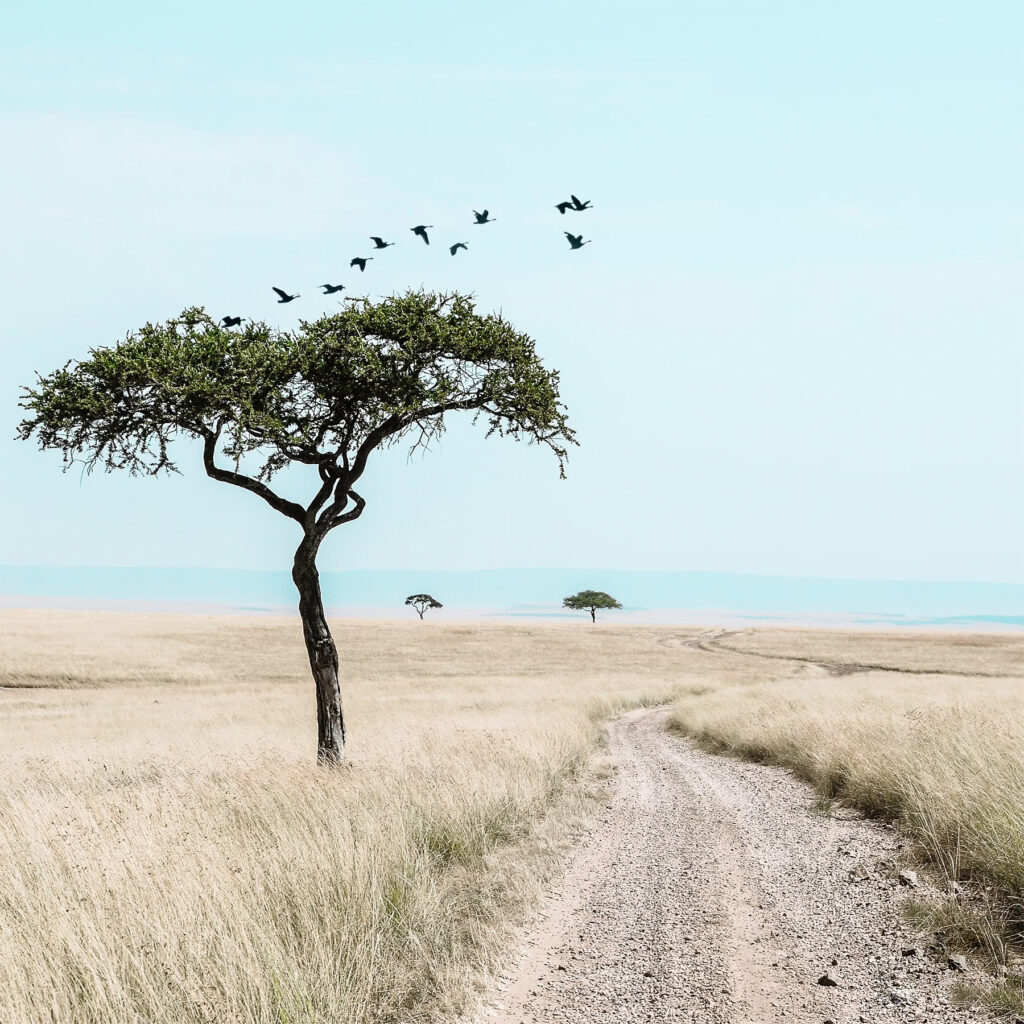 Safari Afrique