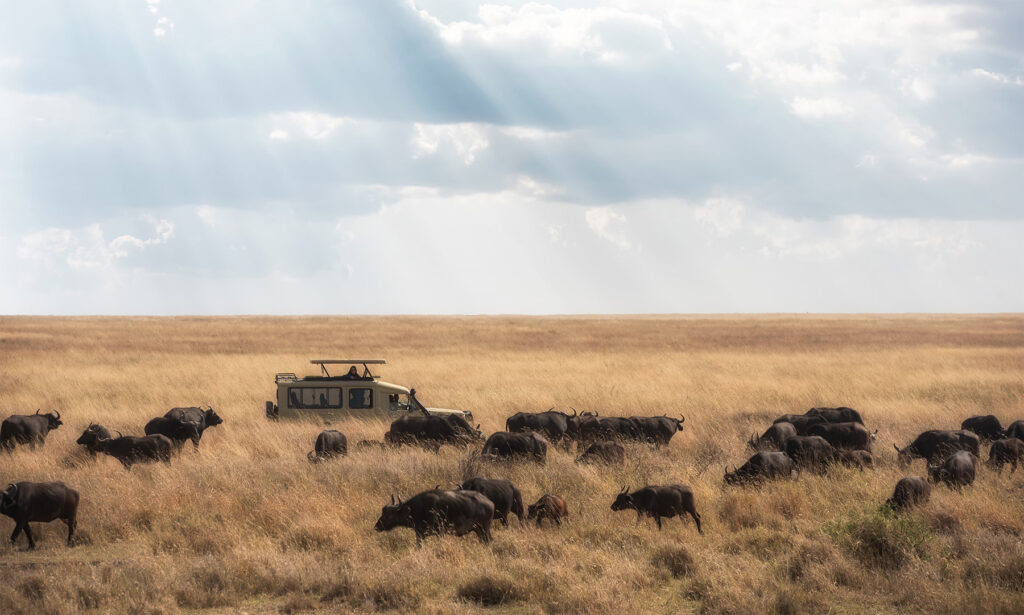 Afrique: quel pays pour un safari ?