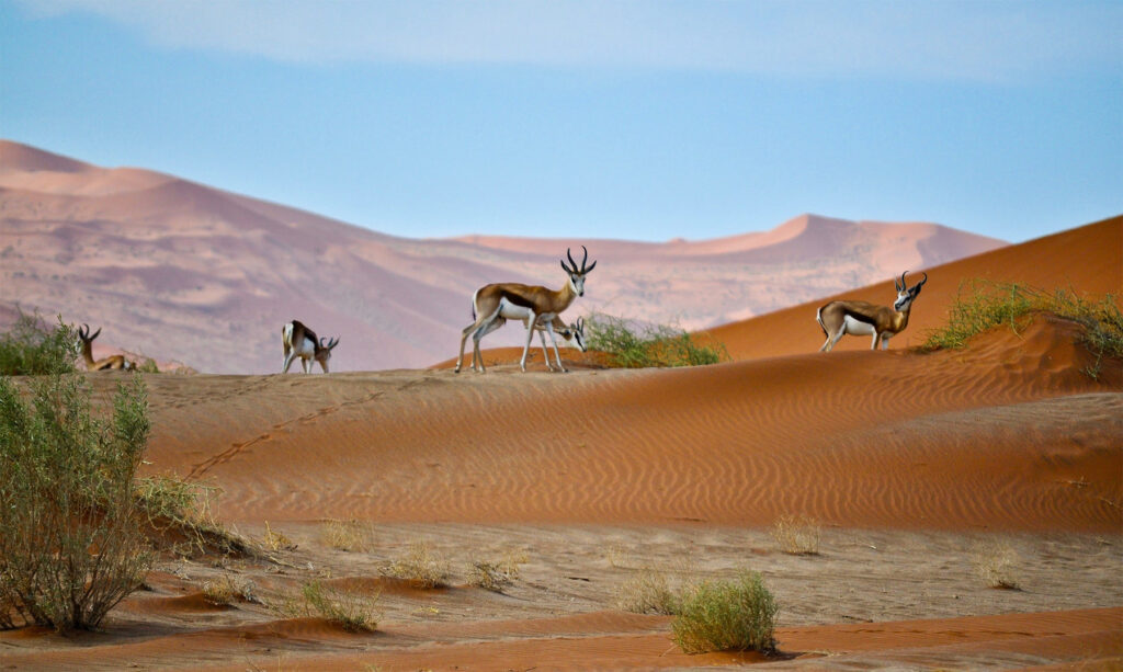 Safari Afrique