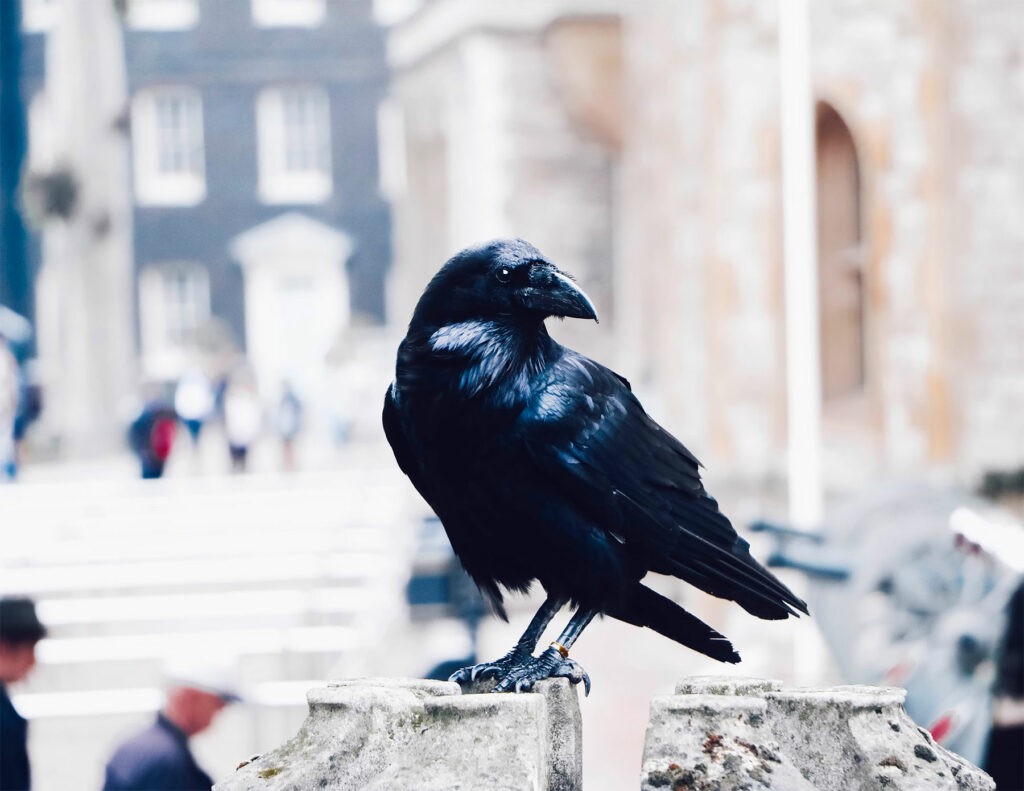 Visiter la Tour de Londres - à savoir