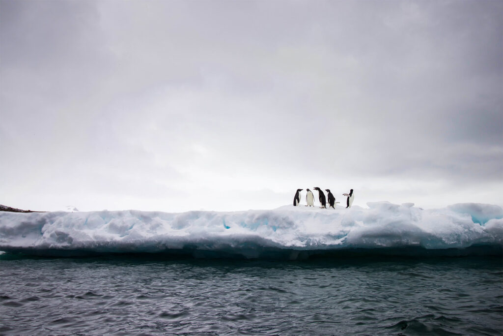 Voyager en Antarctique: par bateau ou par avion