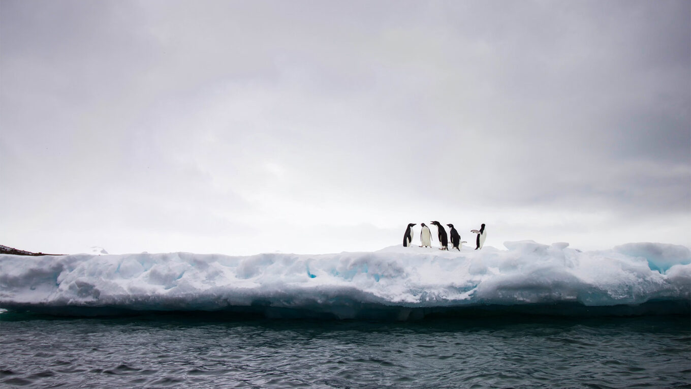 Voyager en Antarctique: par bateau ou par avion