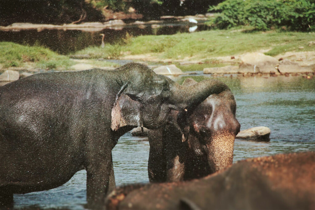 Nos conseils pratiques pour un voyage au Sri Lanka